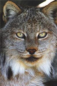 Say Hello to the Lynx Journal