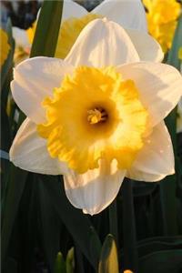 Lovely Yellow and White Narcissus Spring Flower Journal