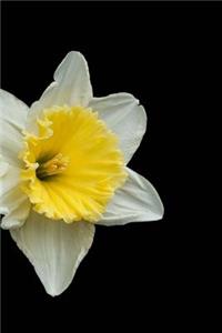Daffodils Journal
