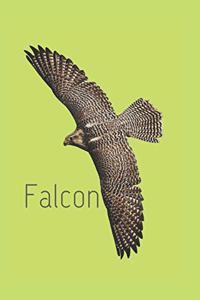 Falcon