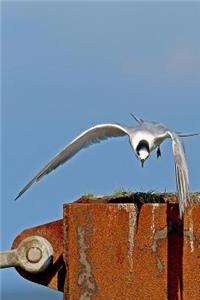 Sandwich Tern Bird Journal (Sterna Sandvicencis)