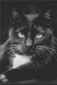 Black Cat Calligraphy Notebook