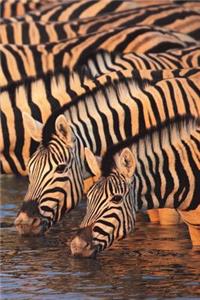 Zebra Zeal Blank Book Lined Journal (4x6)