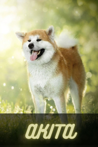 Akita