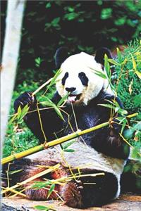 Panda Lovers Journal