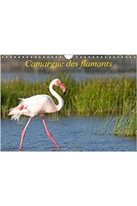 Camargue Des Flamants 2018