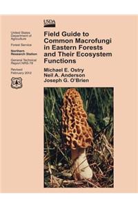 Field Guide to Common Macrofungi in Eastern Forests and Their Ecosystem Functions