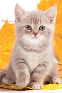 British Kitten September Notebook & Journal. Productivity Work Planner & Idea Notepad: Brainstorm Thoughts, Self Discovery, to Do List