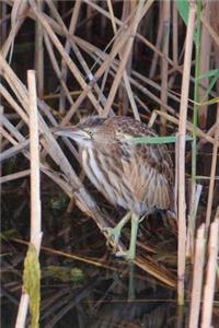 American Bittern Bird Journal