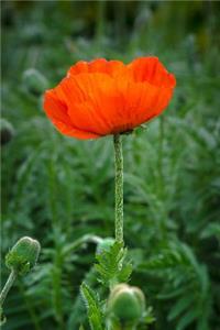 Red Poppy Flower Journal