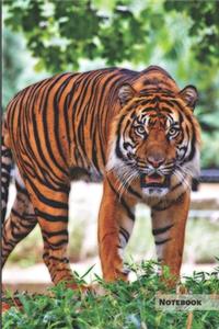 Tiger Notebook