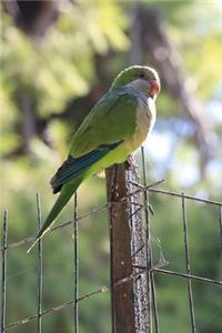 Green Parakeet on a Fence Journal