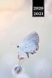 Butterfly Butterflies Insect Week Planner Weekly Organizer Calendar 2020 / 2021 - Eastern Tailed Blue
