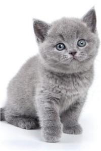 British Kitten February Notebook Diary, journal. Productivity Work Planner & Idea Notepad