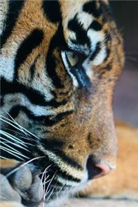 Protect the Tigers Journal
