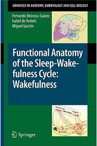 Functional Anatomy of the Sleep-Wakefulness Cycle: Wakefulness