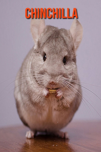 Chinchilla