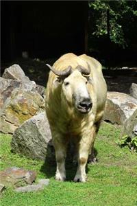 Takin Gnu Goat Chamois Goat-Antelope Eastern Himalayas Journal