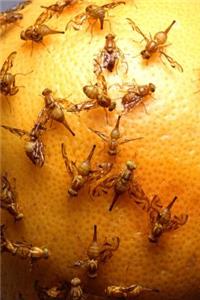Insect Journal Fruit Flies On Grapefruit Entomology