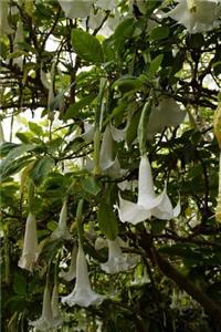 Charming White Catalpa Flowering Plant Gardening Journal