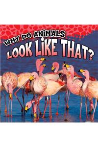 Why Do Animals Look Like That?