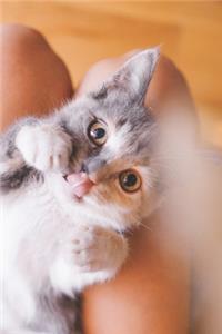 Kitten Journal