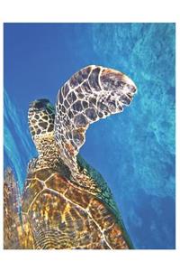 Sea Turtle