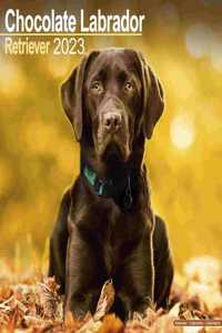 Chocolate Labrador Retriever 2023 Wall Calendar