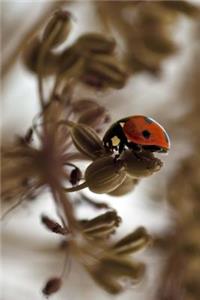 Ladybug Notebook