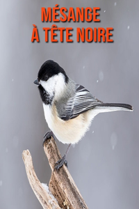 Mésange à Tête Noire