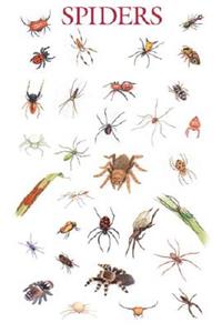 Spiders Poster