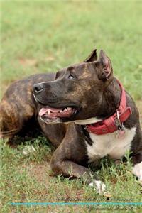 Staffordshire Bull Terrier Affirmations Workbook Staffordshire Bull Terrier Presents