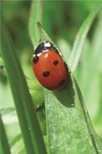 Ladybug / Ladybird on a Blade of Grass Journal