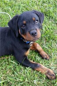 Rottweiler Puppy Dog Journal Journal