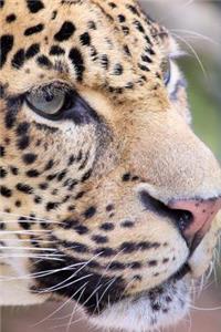 Beautiful Leopard Portrait Journal