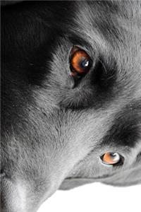 The Loving Eyes of a Black Lab Dog Journal