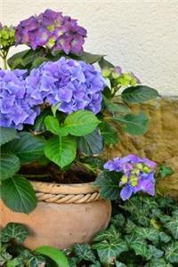 Hydrangeas in a Flower Pot and Ivy Journal