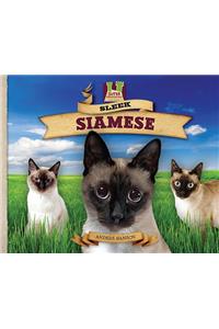 Sleek Siamese
