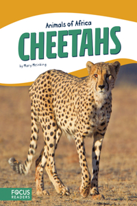 Cheetahs