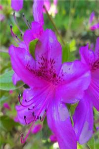 2020 Weekly Planner Purple Flowers Springtime 134 Pages