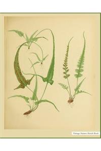 Vintage Nature Sketch Book
