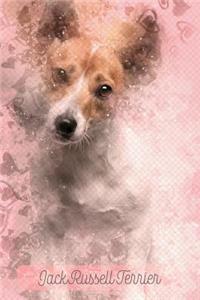 Jack Russell Terrier