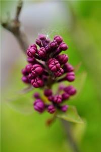 Purple Lilac Buds Journal
