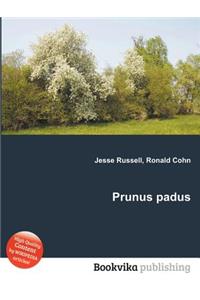 Prunus Padus