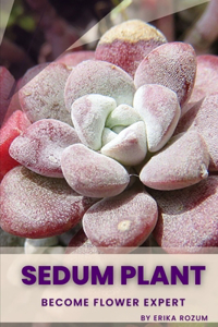 Sedum Plant