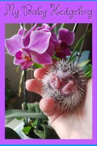 My Baby Hedgehog