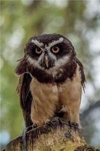 Spectacled Owl Journal