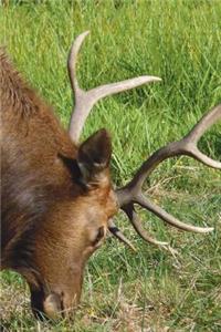 Grazing Elk Journal