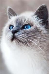 Blue Eyed Siamese Cat