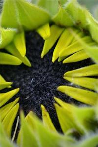 Sun Flower Beginning to Open Journal